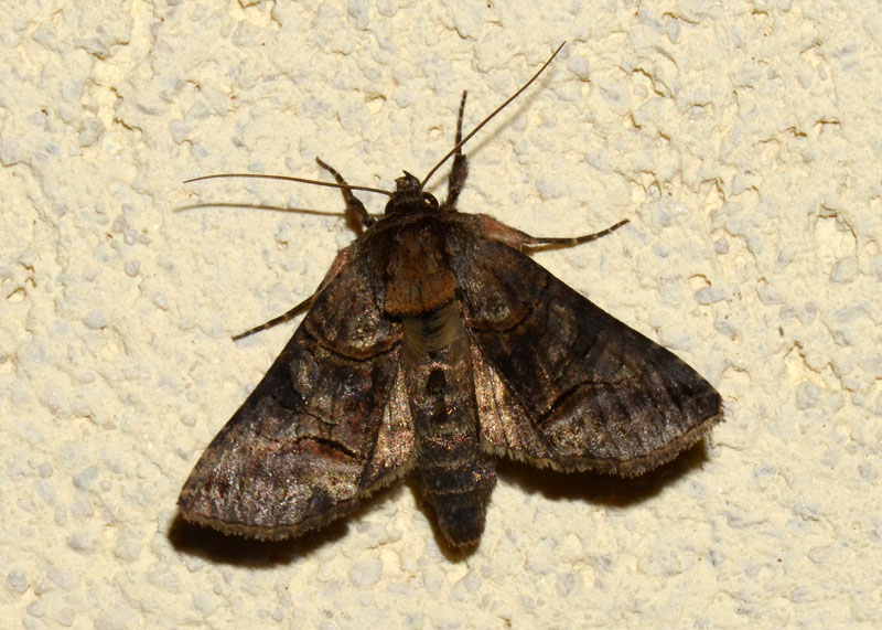 Noctuidae Abrostola triplasia ?